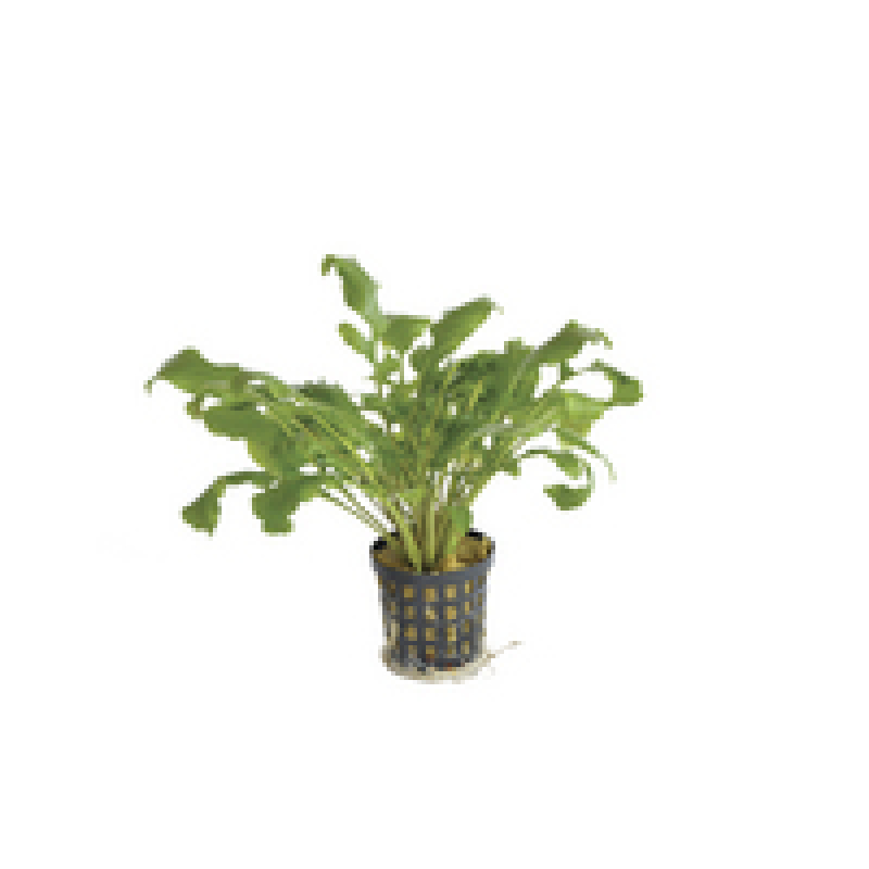 6x Rorippa Aquatica